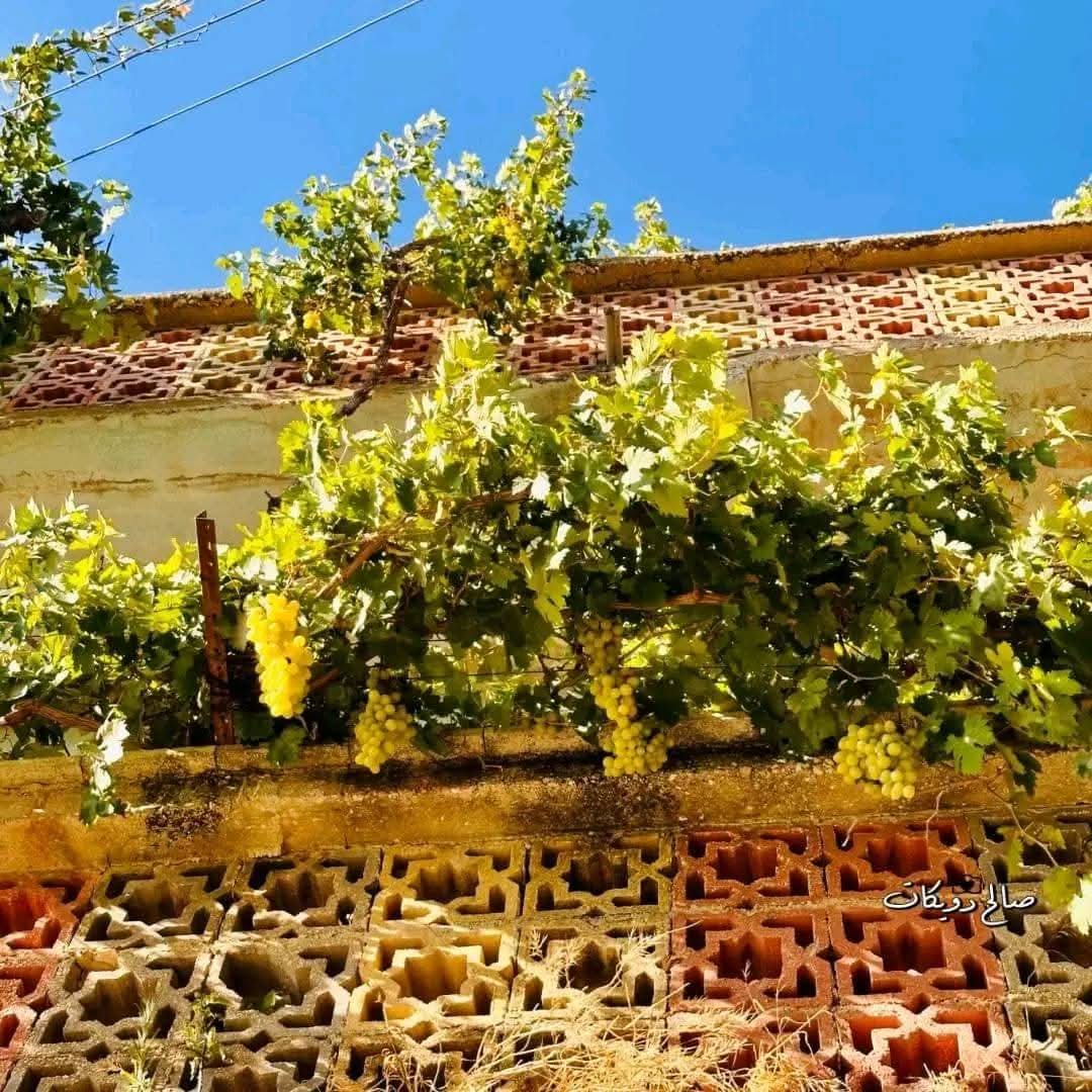 | موسوعة القرى الفلسطينية  | موسوعة القرى الفلسطينية